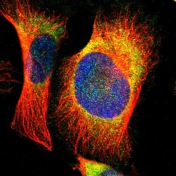 EBP Antibody, Novus Biologicals:Antibodies:Primary Antibodies